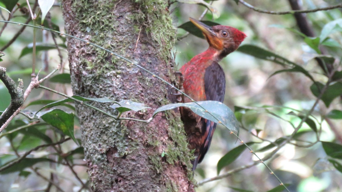 Orange-backed Woodpecker - Tim Forrester