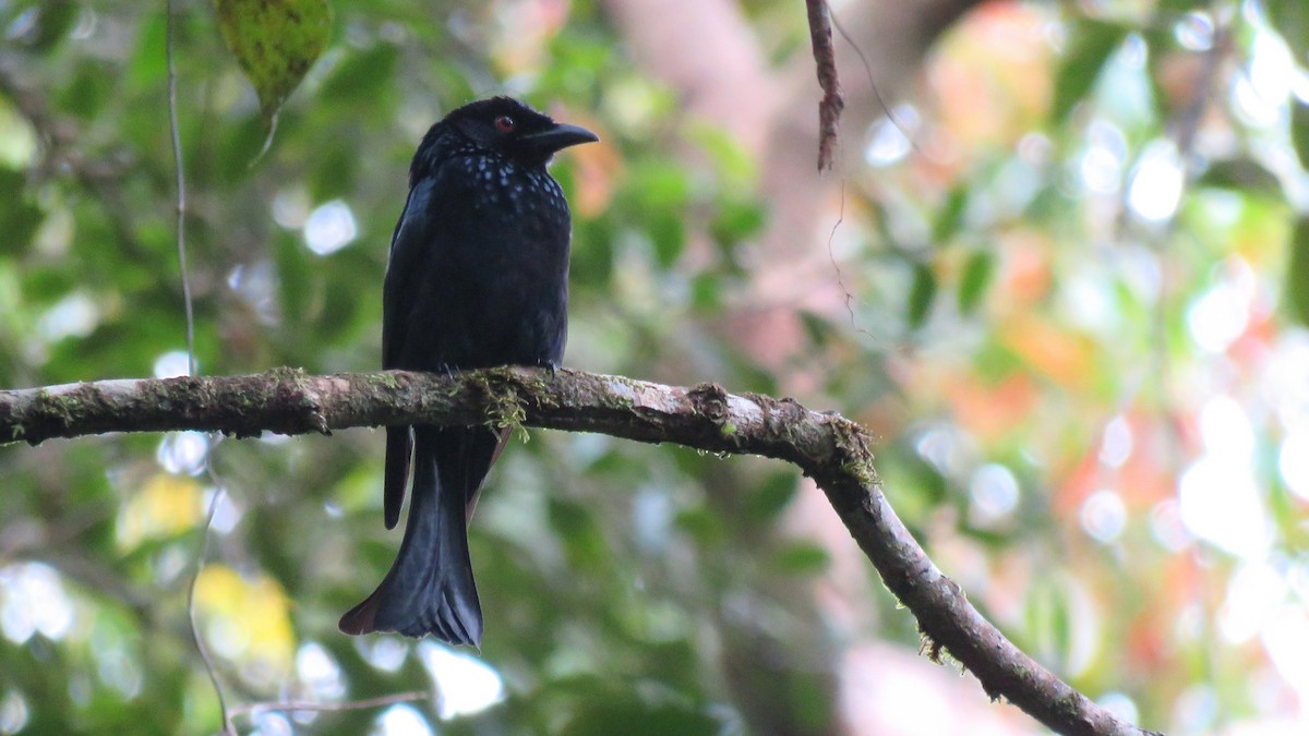 Hair-crested Drongo (Bornean) - Tim Forrester