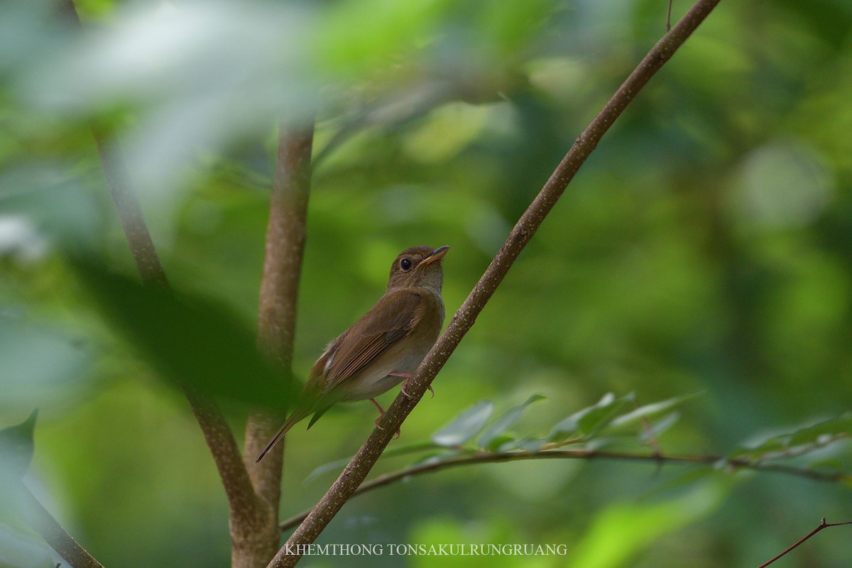 Brown-chested Jungle Flycatcher - Khemthong Tonsakulrungruang