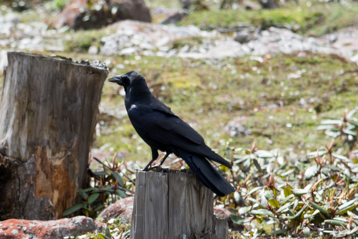 Large-billed Crow - ML96229901