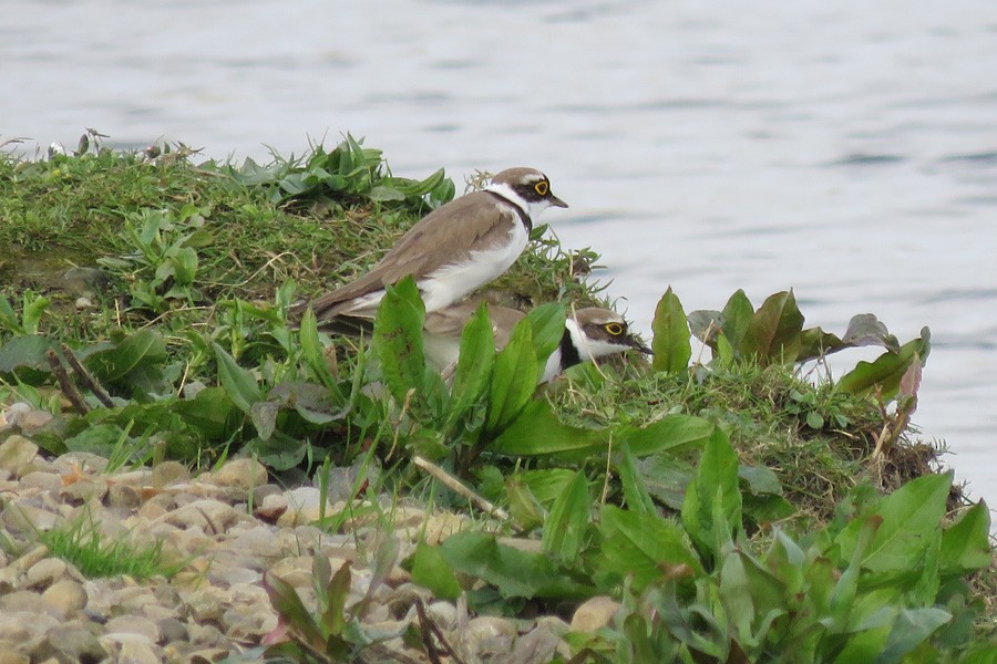 Little Ringed Plover (curonicus) - Keith Robson