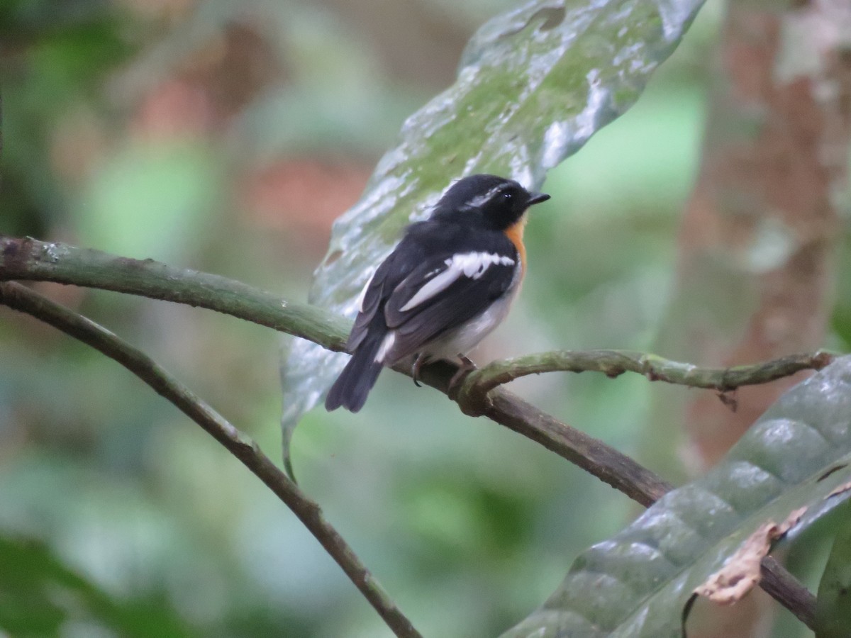 Rufous-chested Flycatcher - ML96232041