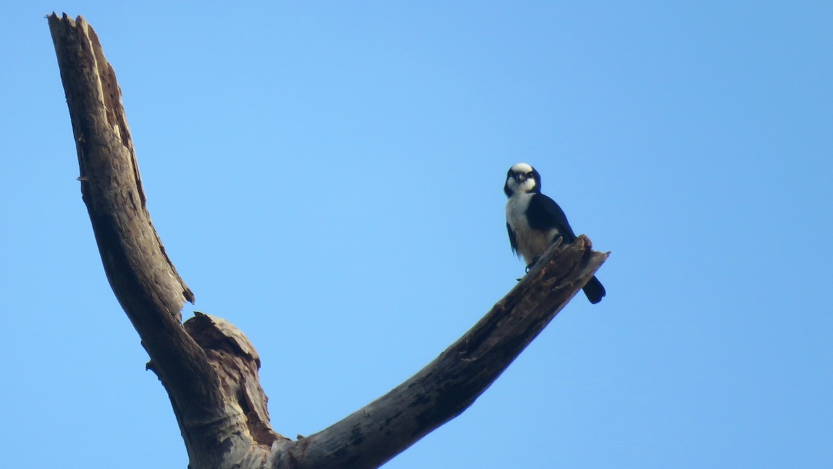 White-fronted Falconet - ML96232301