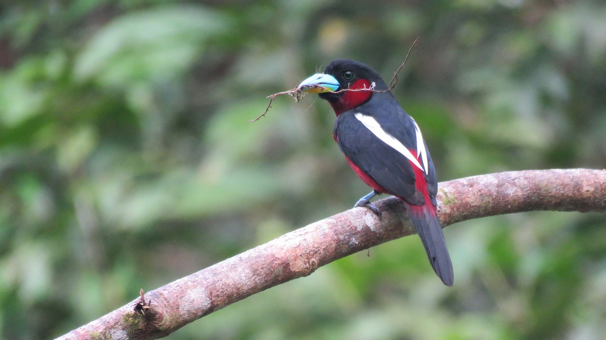 Black-and-red Broadbill (Black-and-red) - ML96232391