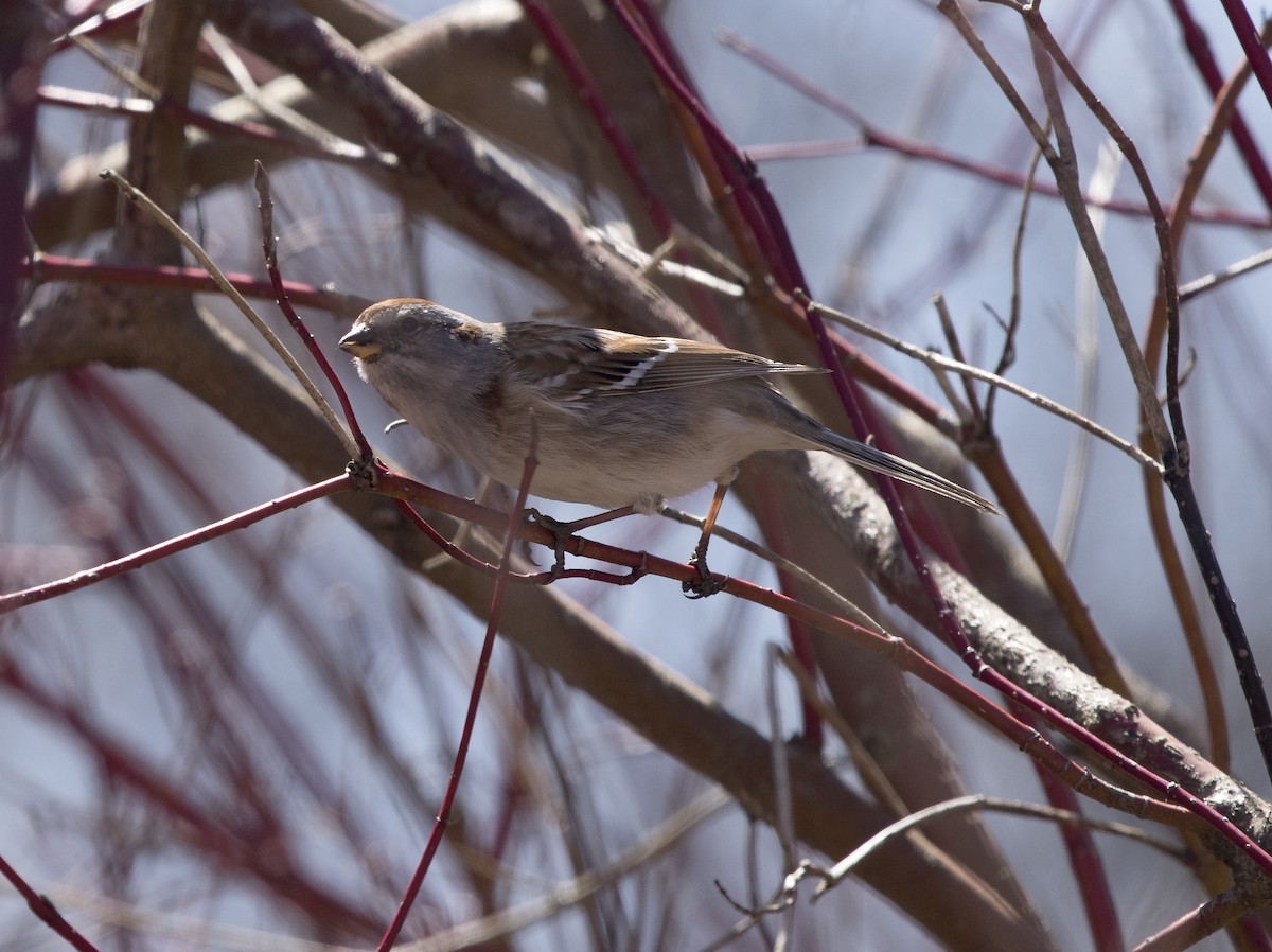 American Tree Sparrow - Deborah Dohne