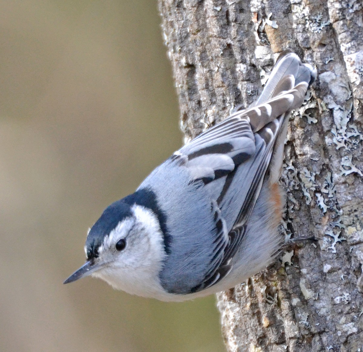 White-breasted Nuthatch - Michael J Good