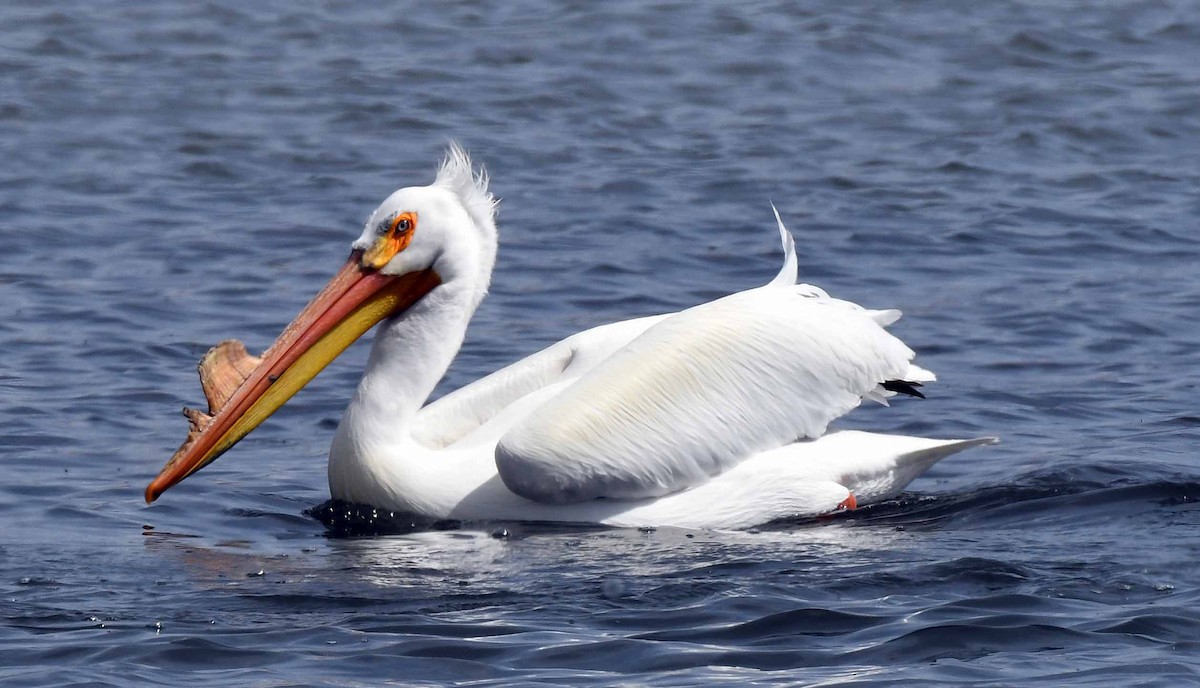 American White Pelican - Charles Hundertmark