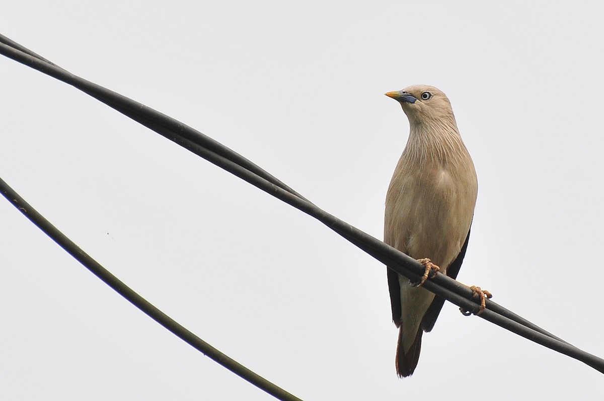 Chestnut-tailed Starling - ML96238131