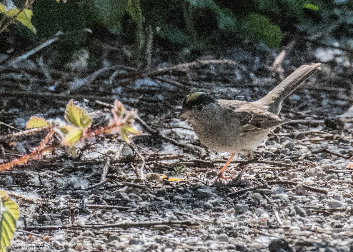 Golden-crowned Sparrow - ML96238231