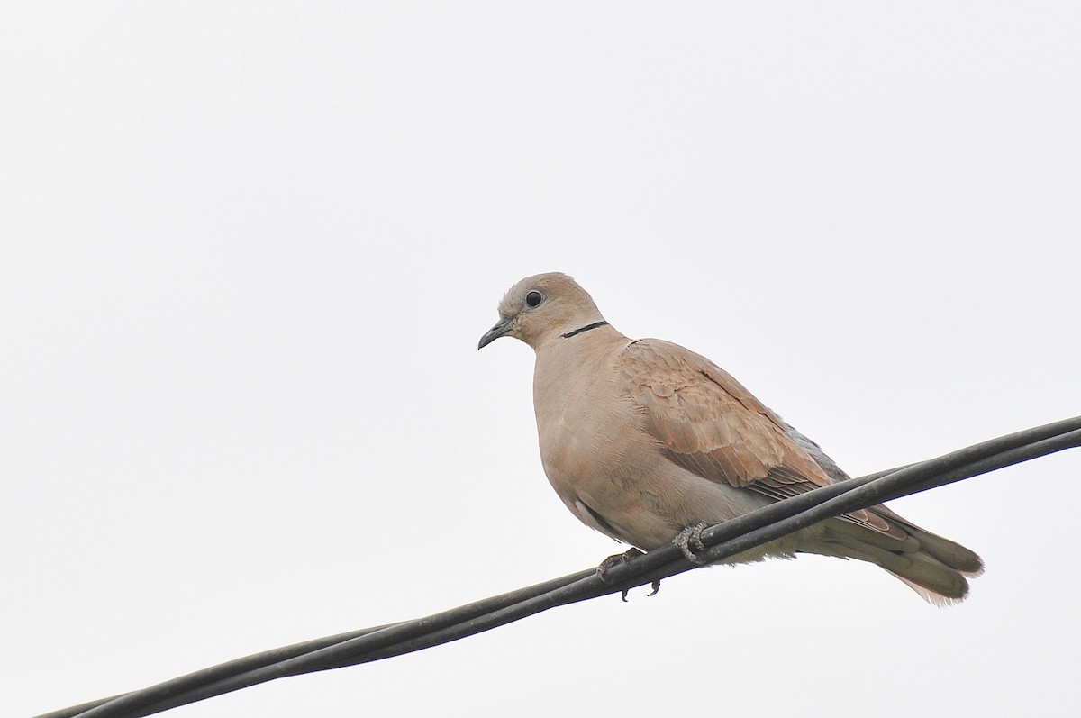 Red Collared-Dove - ML96238631