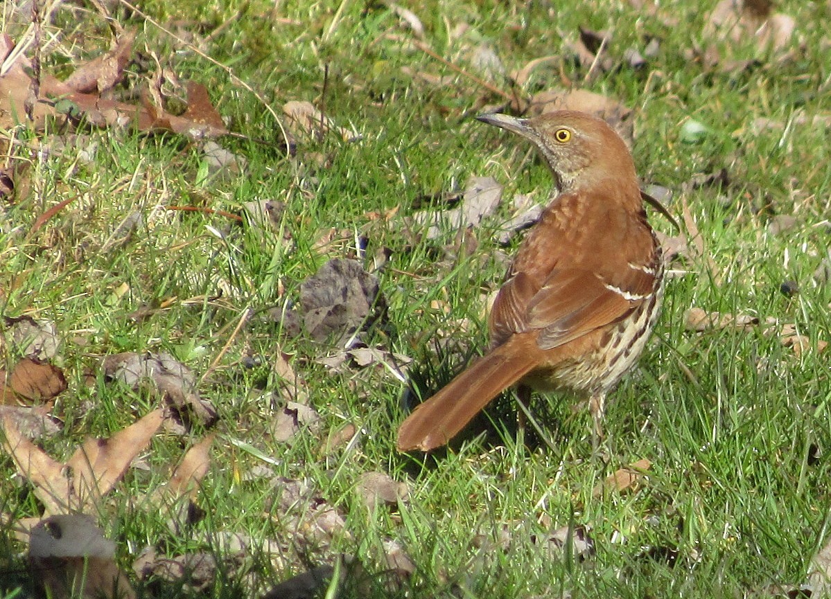 Brown Thrasher - Mark Chao