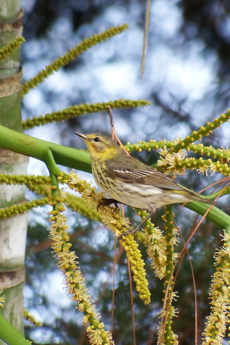 Cape May Warbler - Gilberto Flores-Walter (Feathers Birding)
