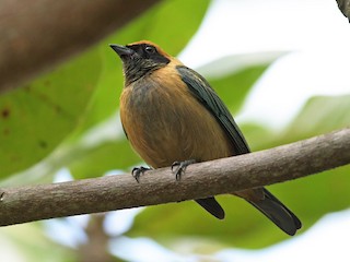 雄鳥 (Rufous-crowned) - Joshua Vandermeulen - ML96240751
