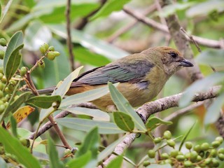 Самка/молодая птица (Rufous-crowned) - Fabio Barata - ML96240761