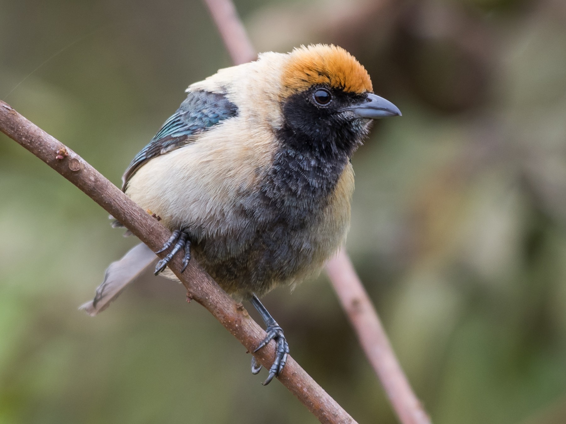 Burnished-buff Tanager - Michael Plaster
