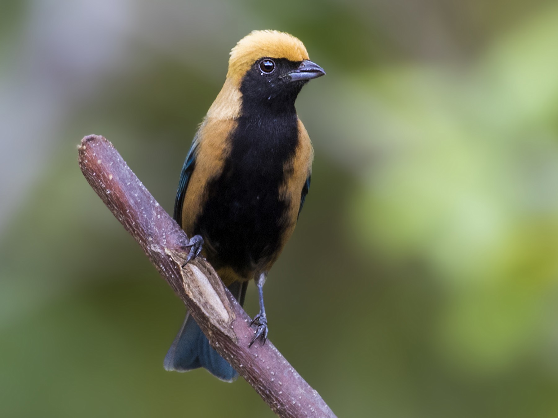 The Rare and Exquisite Burnished-Buff Tanager: A South American Bird of ...