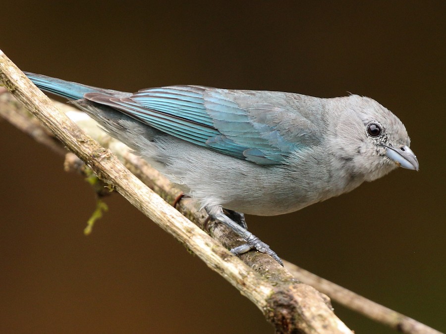 Sayaca Tanager - eBird