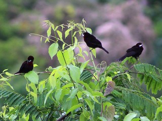  - Silver-beaked Tanager