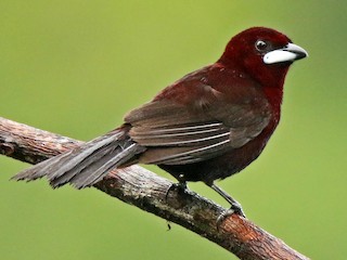  - Silver-beaked Tanager