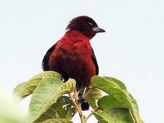  - Silver-beaked Tanager