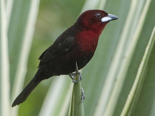  - Silver-beaked Tanager