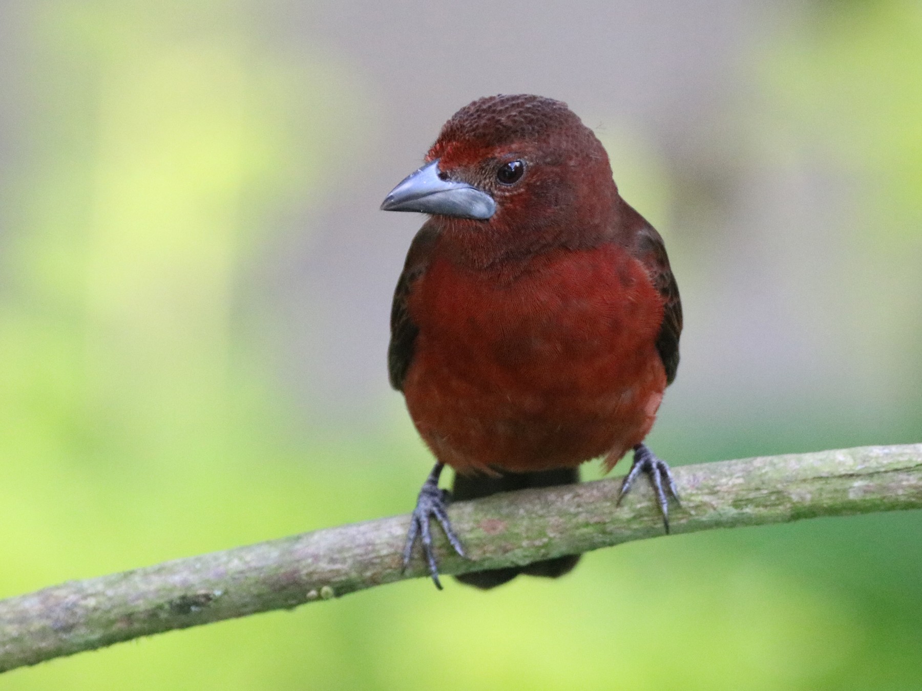 Silver-beaked Tanager - Andrew and Rebecca Steinmann