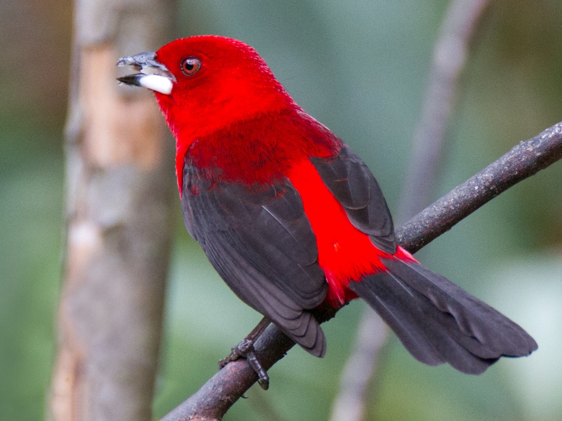 Brazilian Tanager eBird