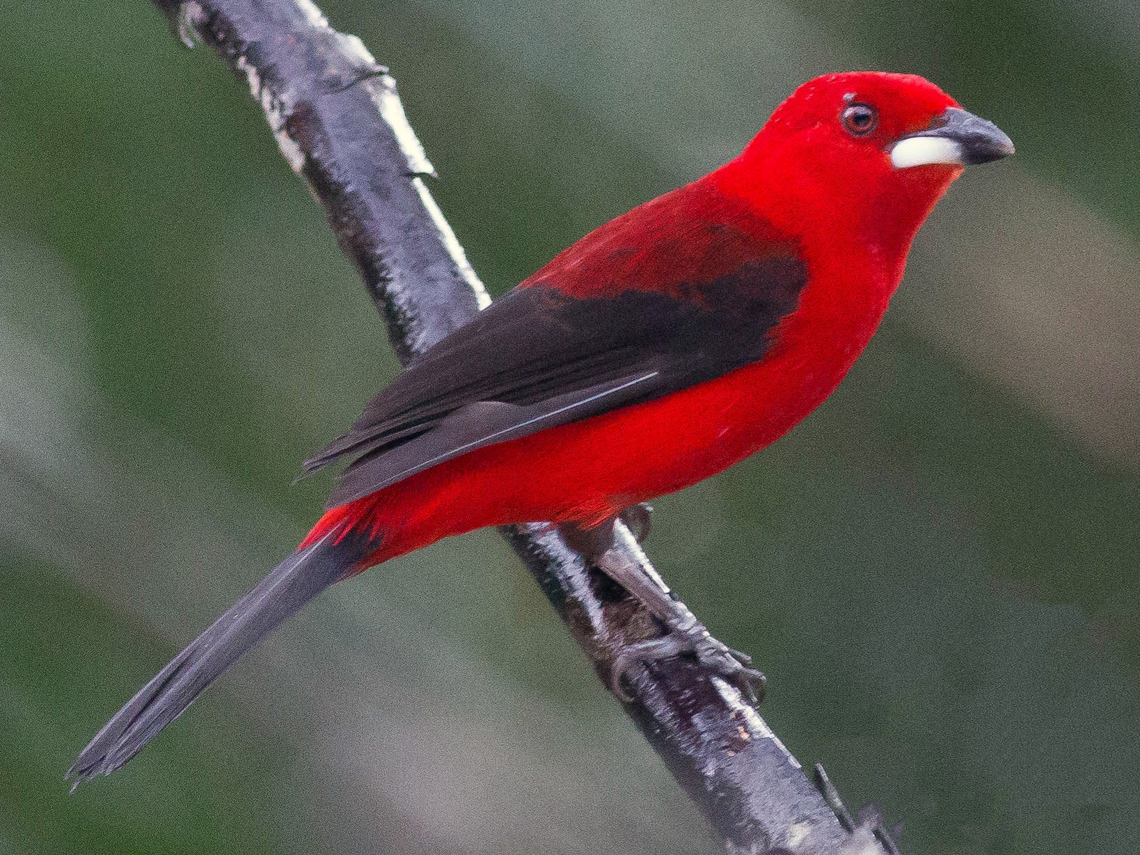 Brazilian Tanager - Projeto  Dacnis