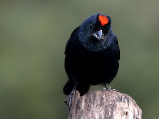  - Ruby-crowned Tanager