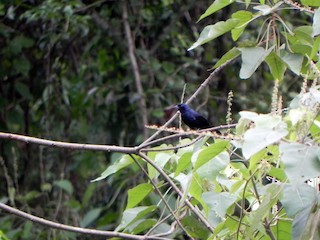  - Ruby-crowned Tanager