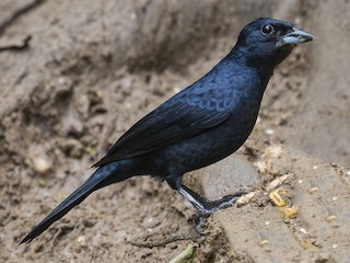  - Ruby-crowned Tanager
