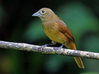  - Ruby-crowned Tanager