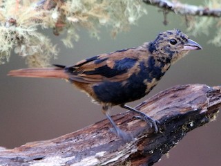  - Ruby-crowned Tanager