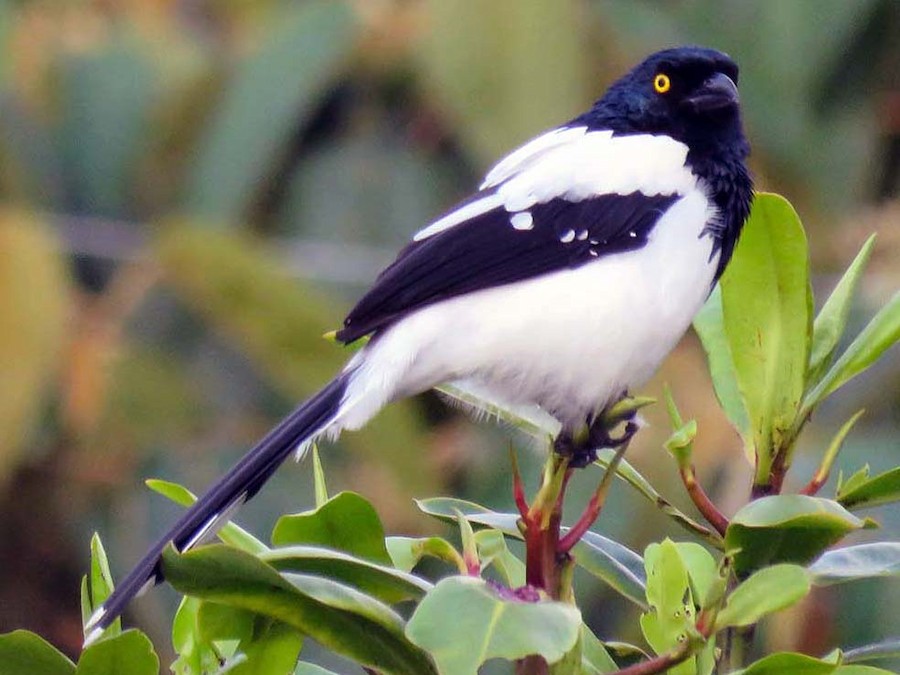 Magpie Tanager - eBird