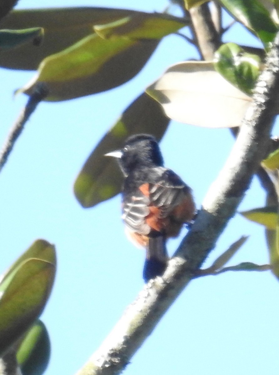 Orchard Oriole - ML96244831