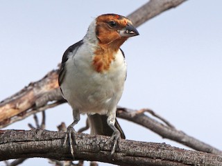 Red-cowled Cardinal - eBird