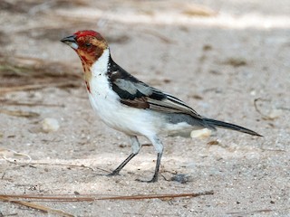 Red-cowled Cardinal - eBird