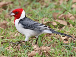 Red-cowled Cardinal - eBird