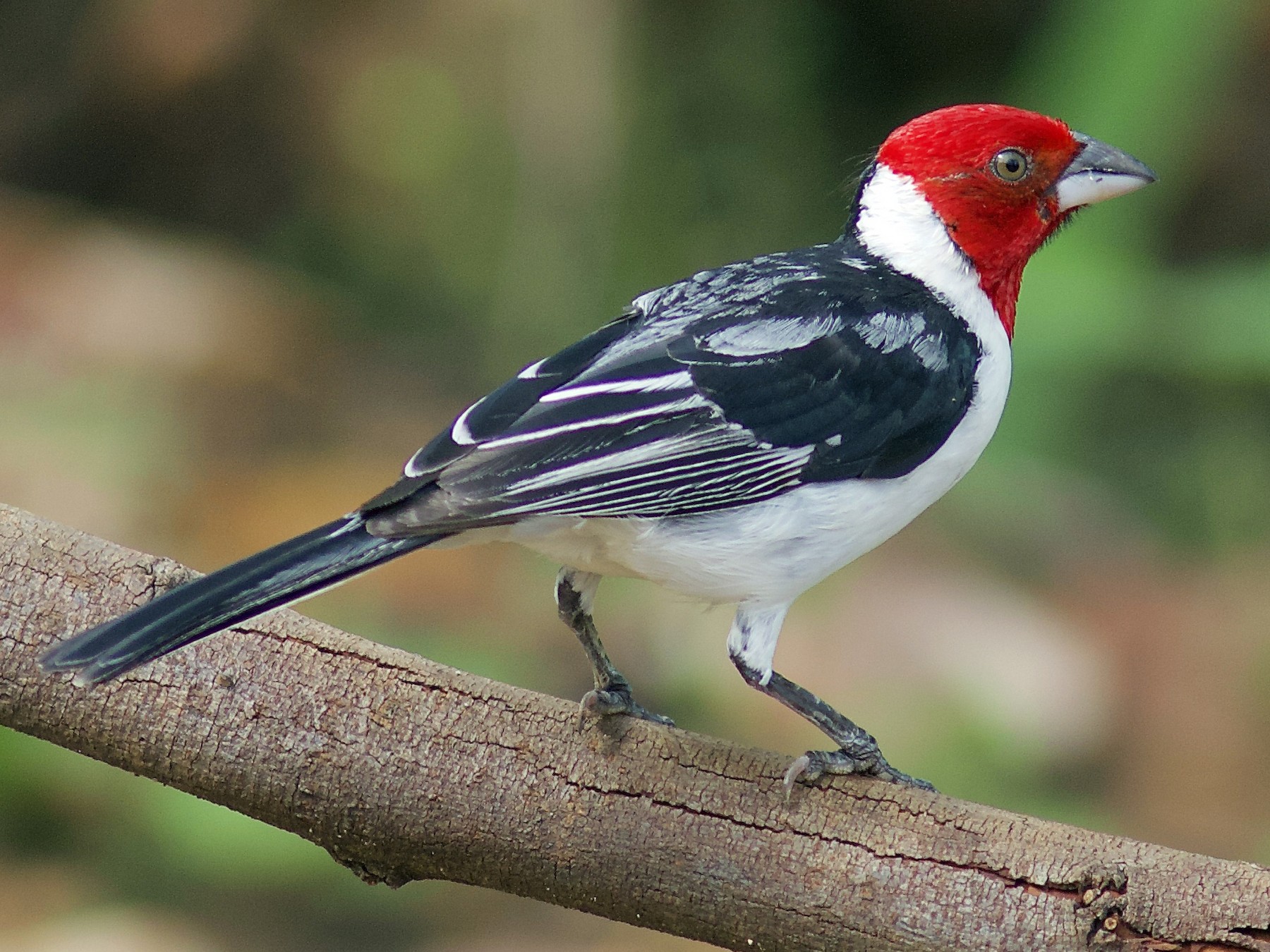 Red-cowled Cardinal - Luiz Matos