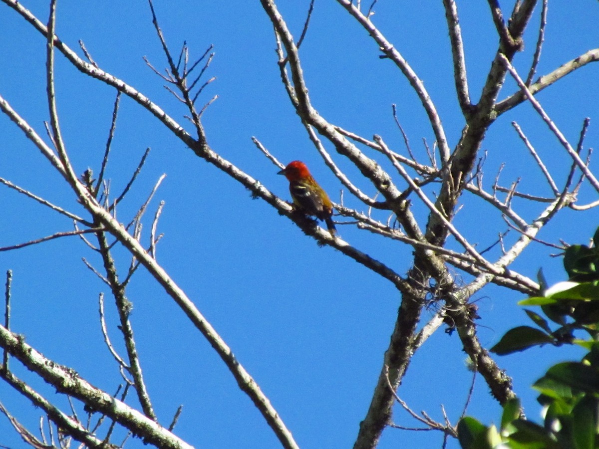 Flame-colored Tanager - Mayron McKewy Mejia