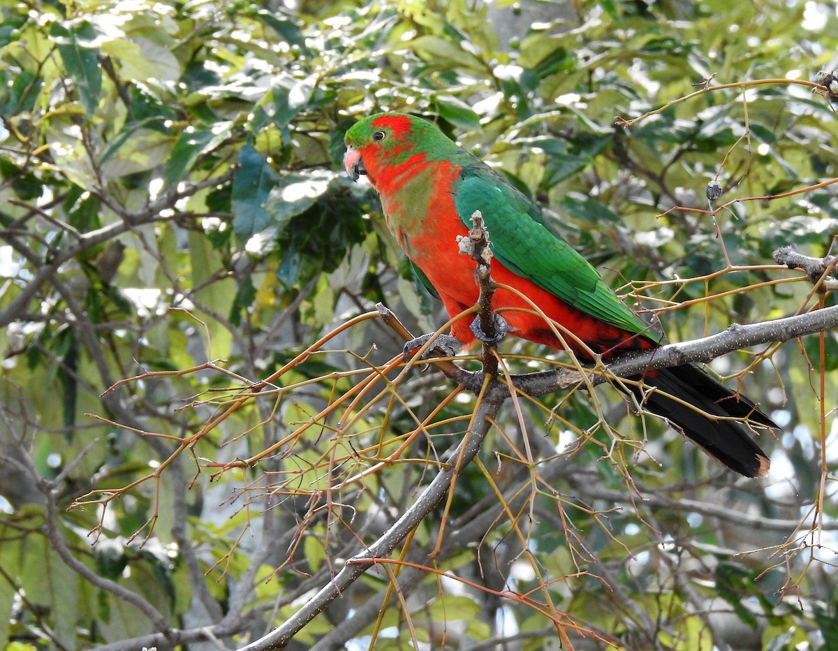 Australian King-Parrot - Ana Paula Alminhana Maciel