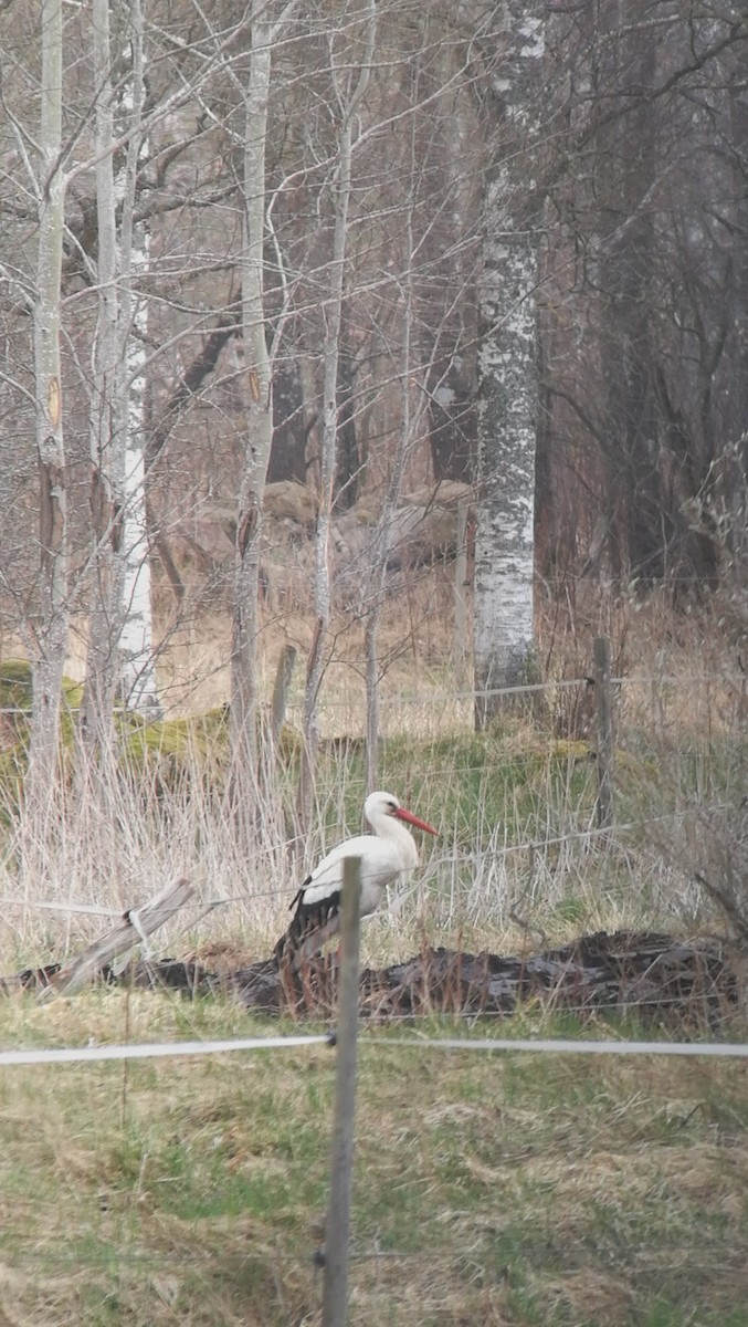 White Stork - Roger Härlebo
