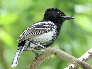  - Black-backed Antshrike