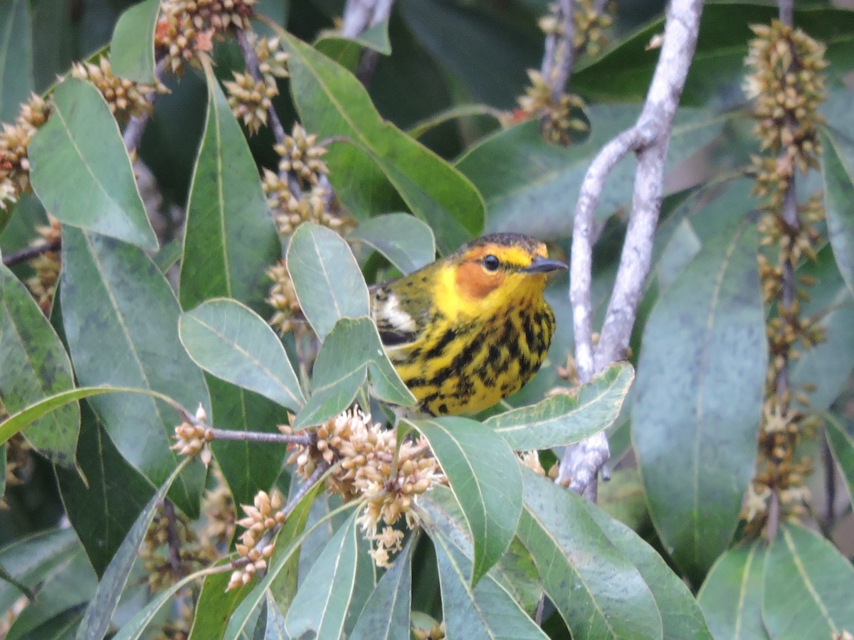 Cape May Warbler - ML96254241