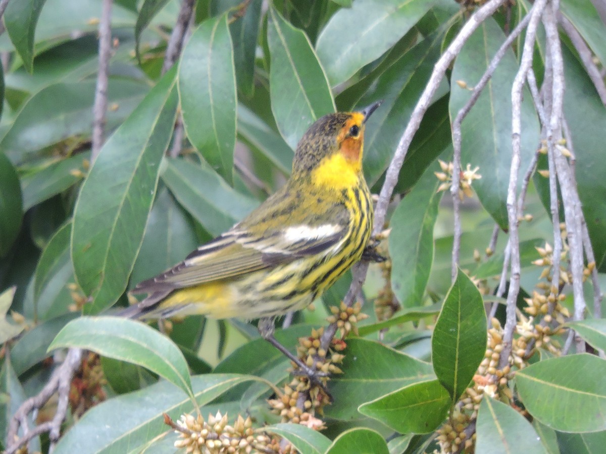 Cape May Warbler - ML96254291