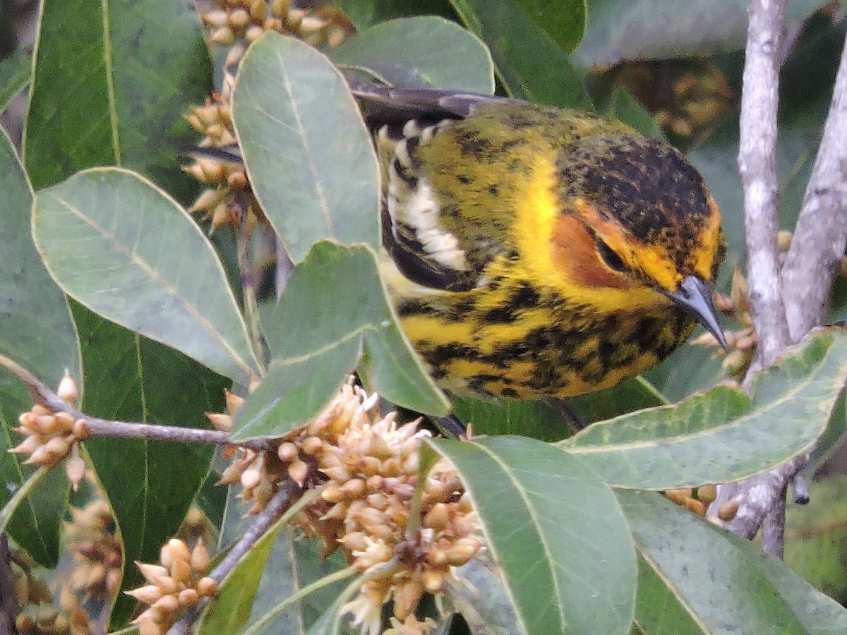 Cape May Warbler - ML96254301