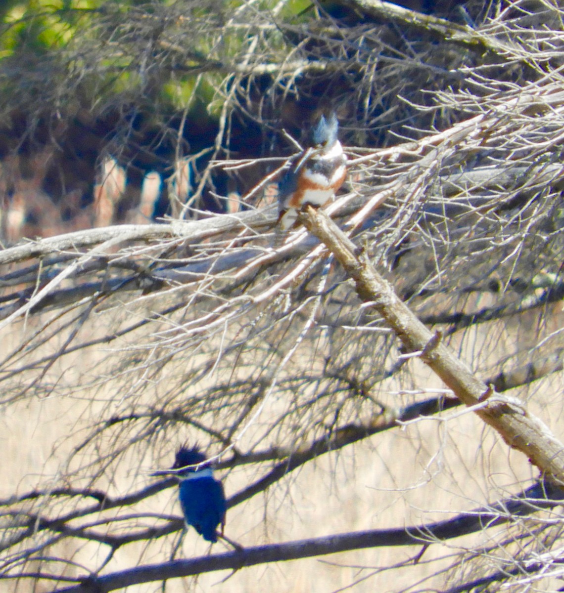 Belted Kingfisher - ML96256631