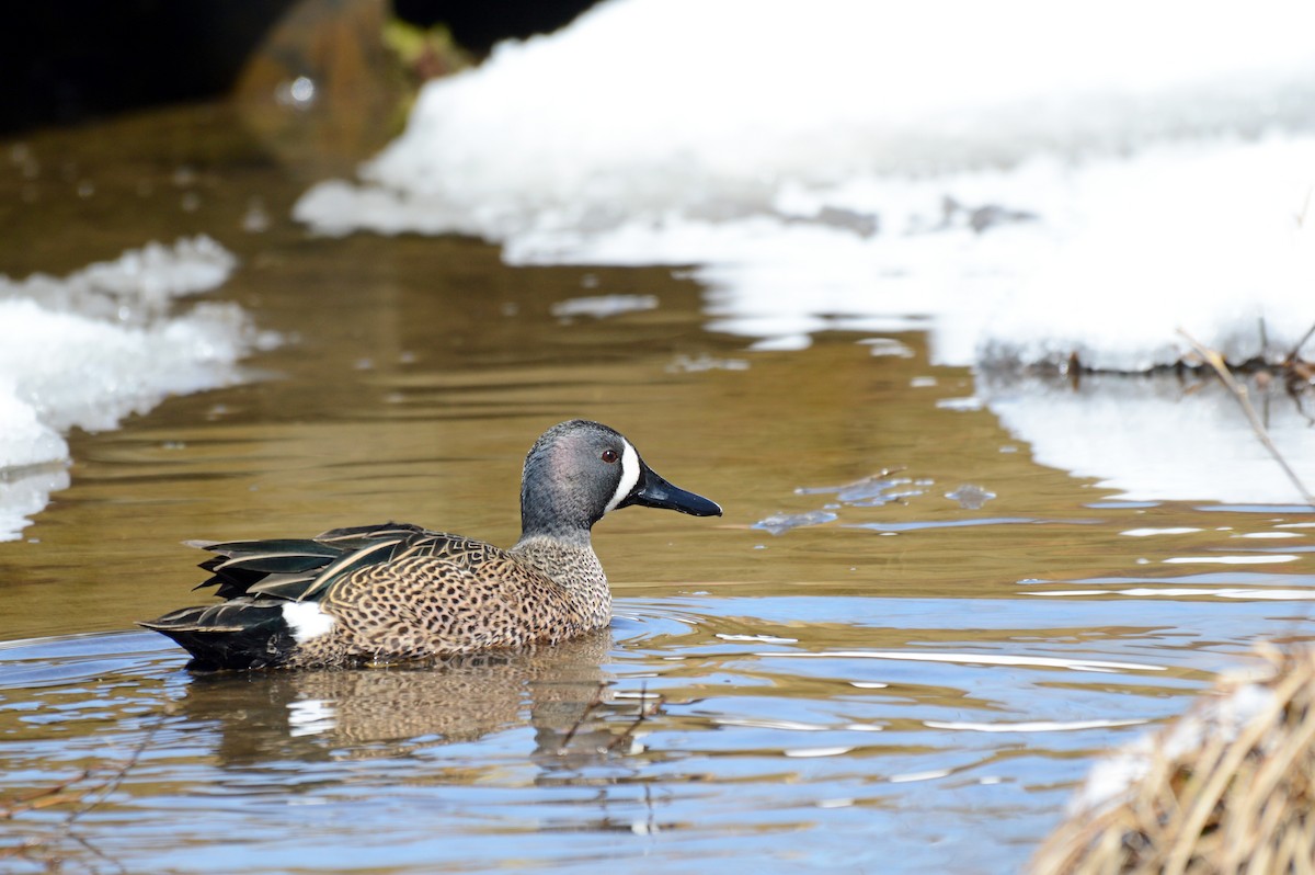 Blue-winged Teal - ML96257001