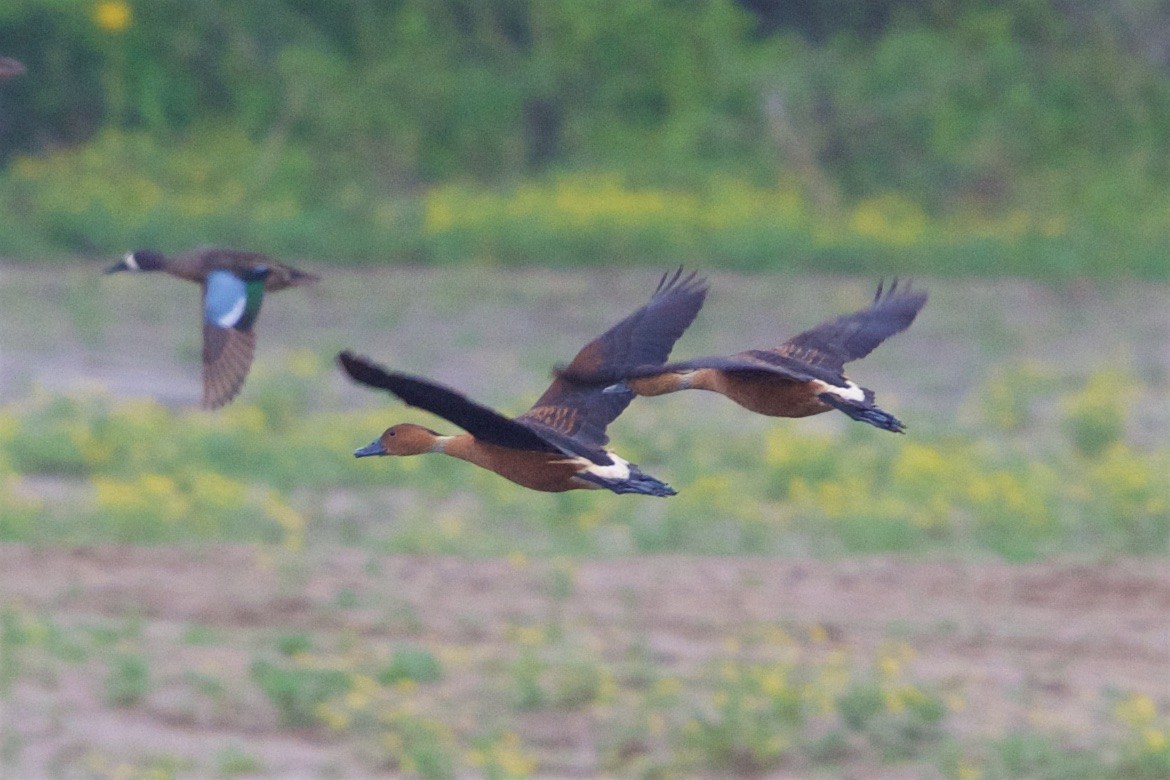 Fulvous Whistling-Duck - Hal Mitchell