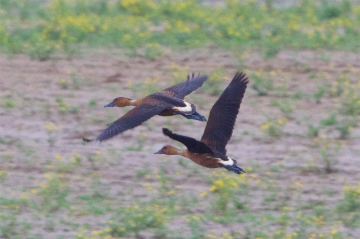 Fulvous Whistling-Duck - Hal Mitchell